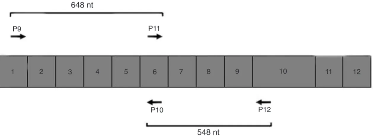Figure 4. Primer pairs (P9-P10 and P11-P12) designed for AhR cDNA polymorphism studies