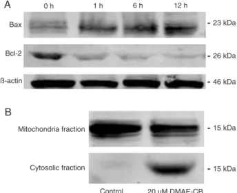 Figure 6. Western blot analysis of Bax and Bcl-2 expression, and  cytochrome C release