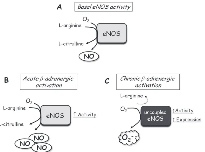 Figure 4.  Schematic presentation of the effect of acute and chronic β-adrenergic activation on endothelial nitric oxide synthase (eNOS)  activity, expression and uncoupling