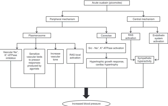 Figure 1. A generalized scheme showing the central and peripheral actions of acute ouabain