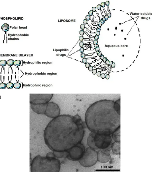 Figure 2. A, Liposomes are basically composed of a phospholipid bilayer surrounding an aque- aque-ous  core;  they  function  as  containers  in  which  several  chemically  different  compounds  can  be  entrapped or to which they can be attached