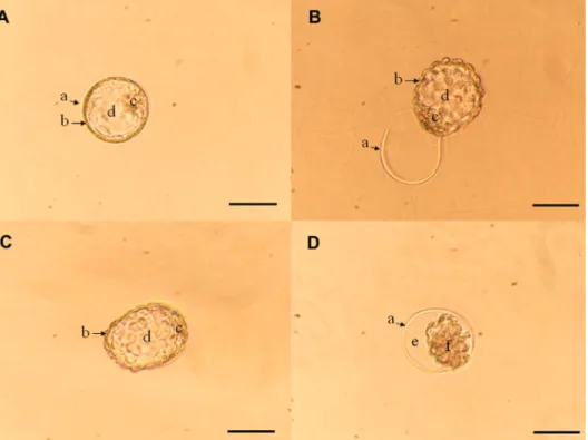Figure 1. Murine blastocyst development. A, Blastocyst: embryos with an intact zona pellucida (ZP; 