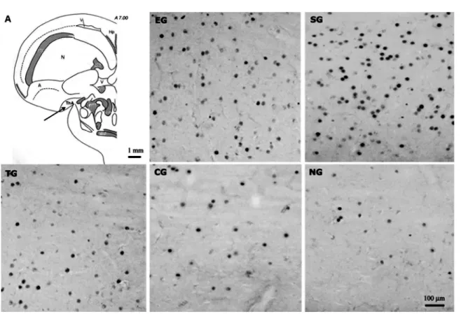 Figure 2. A, Schematic presentation of frontal sections of the pigeon’s brain showing the nucleus taeniae of the amygdala  (TnA) reprinted with permission from Karten and Hodos (20)