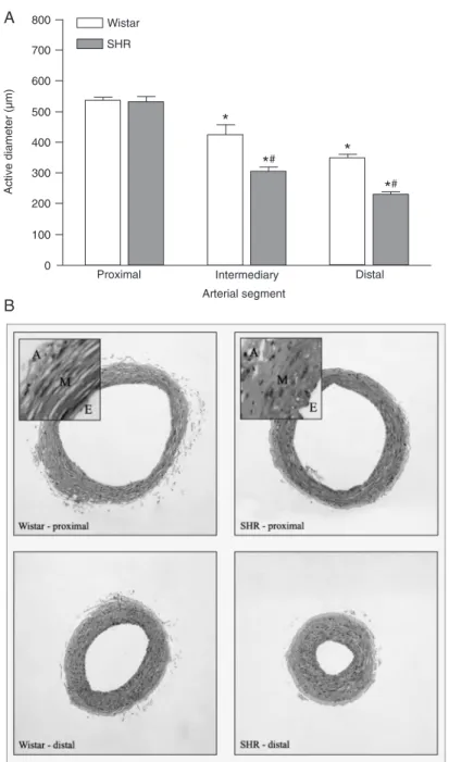 Figure 5 shows the WSS distribution cal- cal-culated along the length of the tail artery from  Wistar and SHR rats under all experimental  conditions at a flow of 2.5 mL/min