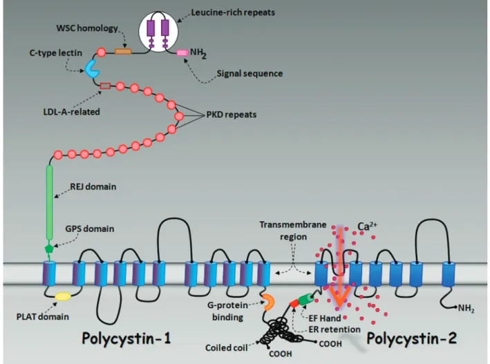 Figure 2.  Domain structure of polycystin-1 and polycystin-2. The protein domains are identified in the figure