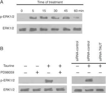 Figure  4.  Effect  of  taurine  on  ERK1/2  activation  in  MC3T3-E1  cells. Cell lysates were subjected to Western blot using  antibod-ies  against  p-ERK1/2  and  ERK1/2