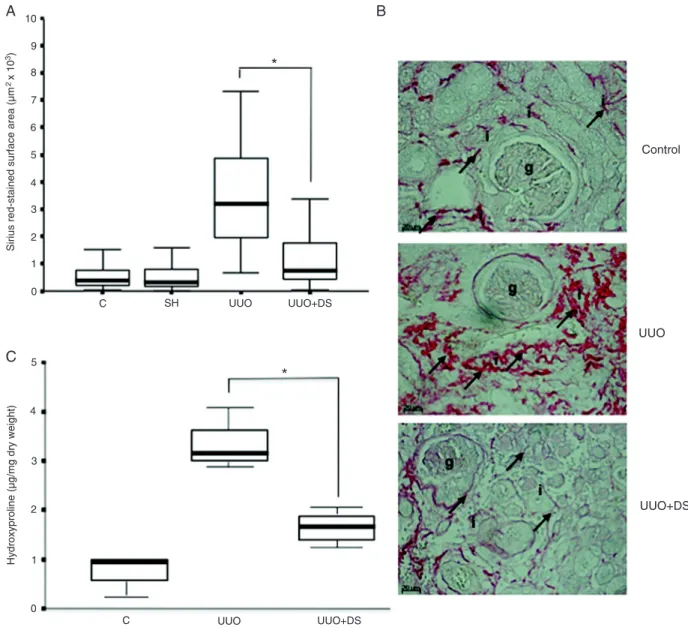 Figure 2.  Collagen content in kidneys from mice submitted to different treatments.  A , Histomorphometry of Sirius red-stained sections  of kidneys of mice from groups C (control kidney), SH (sham-operated kidney), unilateral ureteral obstruction (UUO, ob