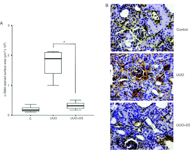 Figure 3.  Myofibroblast accumulation in the kidney of mice submitted to different treatments