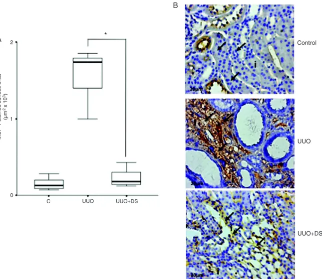 Figure 5.  Monocyte chemoattractant protein-1 (MCP-1) content in kidneys from mice submitted to different treatments