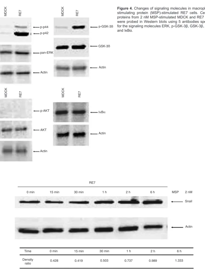 Figure 4. Changes of signaling molecules in macrophage  stimulating  protein  (MSP)-stimulated  RE7  cells