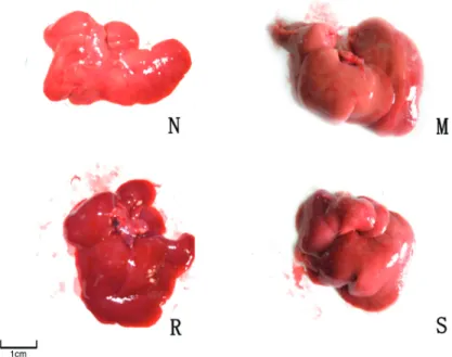Figure  1.  Rat  liver  characteristics  of  the  control  group  (N),  model  group  (M),  rosiglitazone-treated group (R), and silybin-treated group (S)