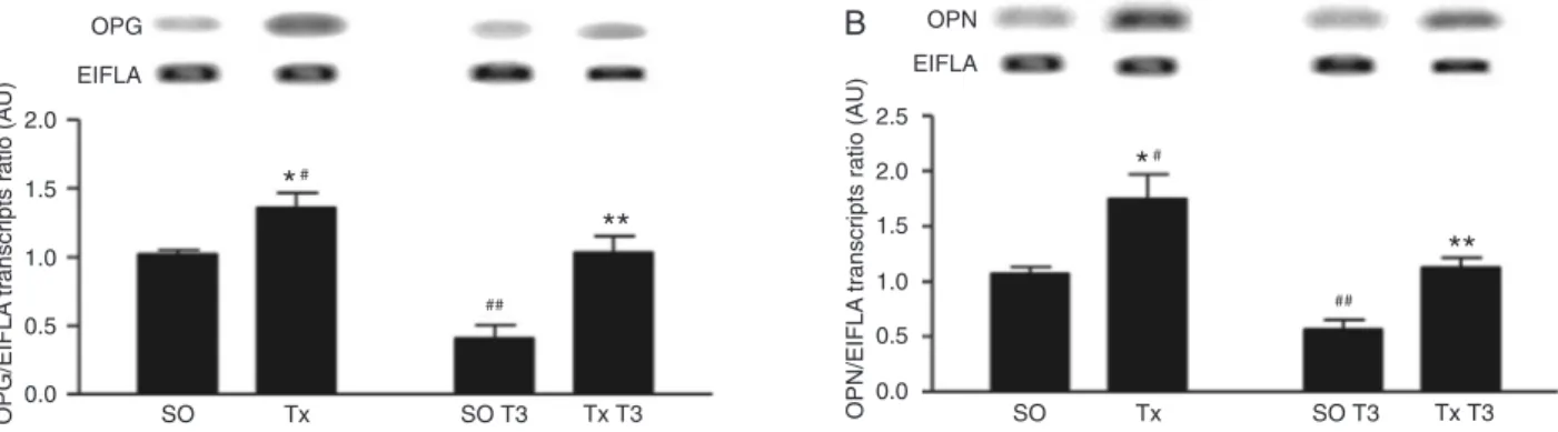 Figure 1. Triiodothyronine (T3) decreases osteoprotegerin (OPG) and osteopontine (OPN) mRNA expression in the rat maxilla