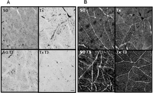 Figure 2. Effect of thyroidectomy on myoglobin (Mb) mRNA and protein expression in rat masseter muscle