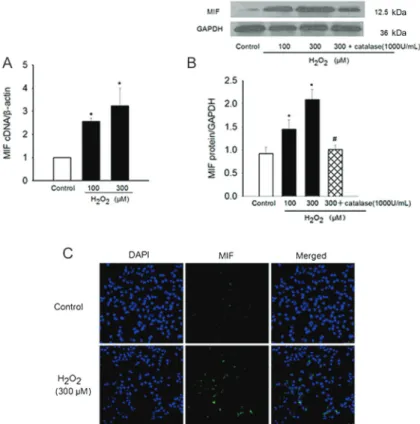 Figure 2. H 2 O 2 -stimulated migration inhibitory factor (MIF) production in HL-1 cells