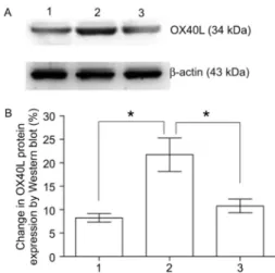 Figure 4. A, OX40L expression levels in HUVECs treated with 1) no Ox-LDL (untreated control); 2) 100 mg/mL Ox-LDL, and 3) 250 mg/mL Poly I plus 100 mg/mL Ox-LDL