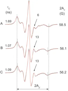 Figure 5. A, EPR parameter 2A // of 5-DSA in erythrocyte ghost membranes (filled circles) and MDA formation (open circles) as a function of the concentration of the oxidizing agent AAPH after incubation for 3 h at 37 6 C