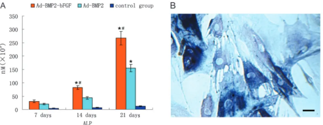 Figure 6. Alkaline phosphatase (ALP) activity in bone marrow progenitor cells (BMPCs)