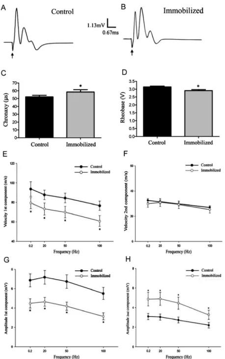 Figure 1. Effect of immobilization on compound action potential (CAP) parameters. A and B show representative CAP tracings in control (A) and immobilized (B) rats