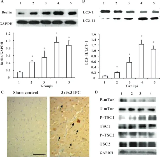 Figure 1. Ischemic preconditioning (IPC) activates autophagy in control rats 24 h after surgery