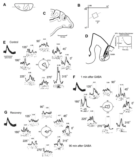 Figure 1. Effect of an injection of 120 nL 0.5 M GABA, on the intrinsic circuit of V2
