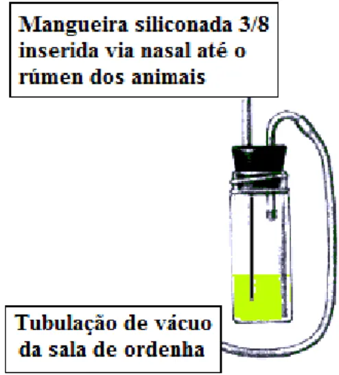 Figura 3. Esquema do recipiente utilizado para a coleta do líquido ruminal  