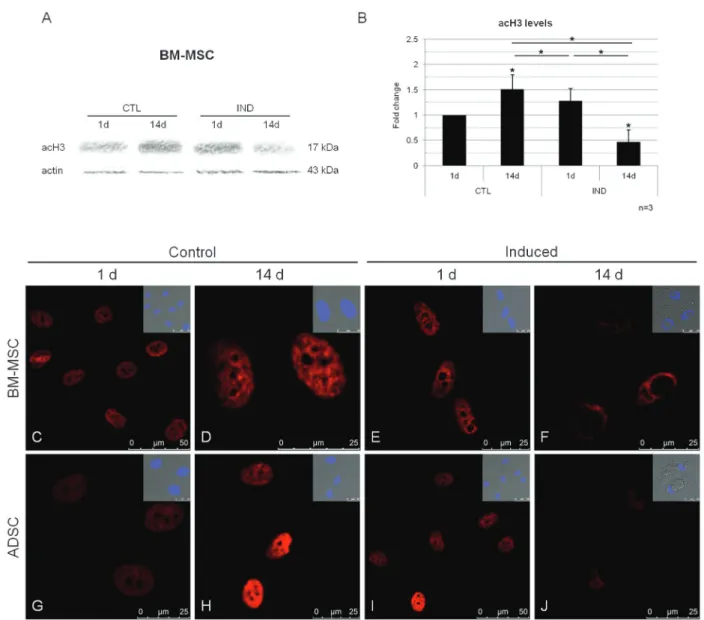 Figure 1. Analysis of histone acetylation during the differentiation of MSCs into adipocytes