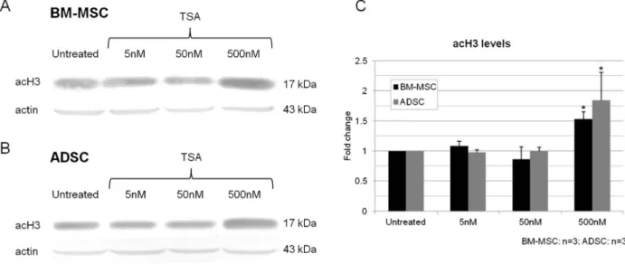 Figure 2. Analysis of histone acetylation in MSCs after 2 days of treatment with TSA (5, 50 and 500 nM)