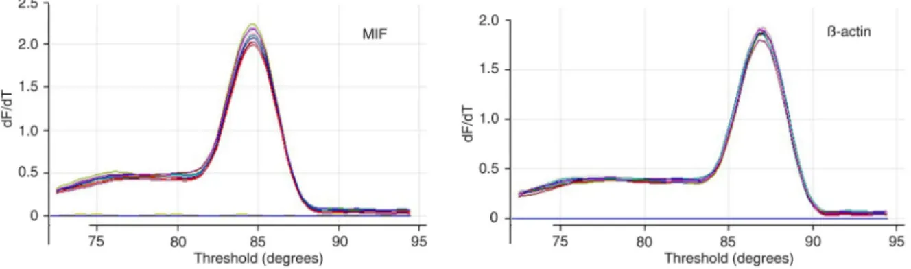 Figure 1. Melting curves of migration inhibitory factor (MIF) mRNA and b-actin mRNA. The melting temperature is uniform and the shapes of the peaks are sharp, which indicate that MIF and b-actin are the only amplicons in the amplification products.