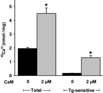 Figure 6. Effect of calmodulin (CaM) on total and thapsigargin (Tg)-sensitive 45 Ca 2+ uptake by vesicle membranes from the SERCA-enriched fraction