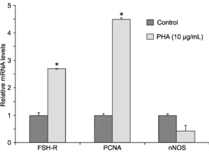 Figure 2. Relative expression of mRNA for FSH-R, PCNA and nNOS in caprine secondary follicles cultured for 6 days with 10 mg/