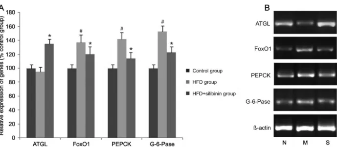 Figure 4. Relative expression of adipose triglyceride lipase (ATGL) in adipose tissue and hepatic gluconeogenesis-associated genes in each group