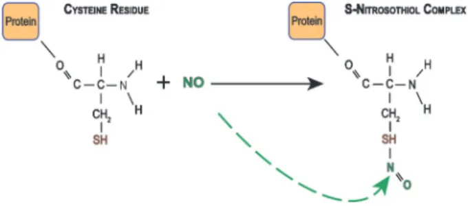 Figure 2. S-nitrosylation at cysteine residues. After synthesis, nitric oxide (NO) reacts with cysteine residues (red) of proteins forming a nitrosylated compound.