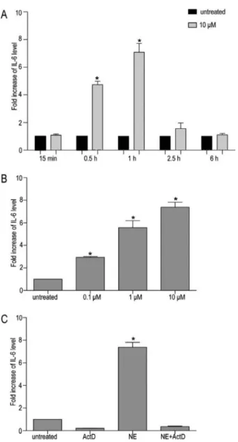 Figure 2. Norepinephrine (NE) increases IL-6 mRNA in GES-1 cells. A, Pattern of NE-stimulated IL-6 mRNA levels in GES-1 cells