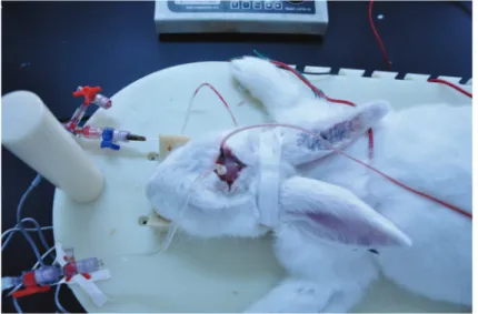 Figure 4 shows the experimental setup for detecting cerebral hemorrhage in the rabbits in the experiment group