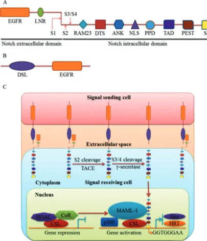 Figure 1. Schematic representation of Notch signaling. A, Notch receptor is composed of extracellular and intracellular domains