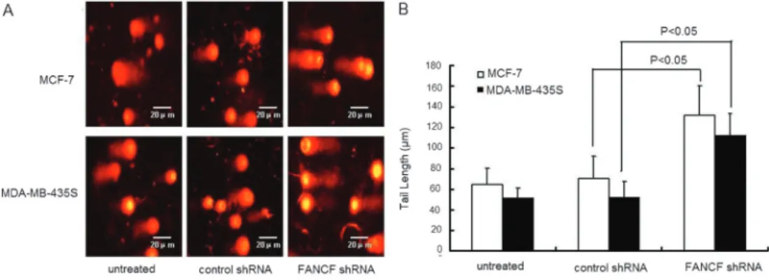 Figure 8. FANCF silencing increased Dox-induced DNA damage in MCF-7 and MDA-MB-435S breast cancer cells