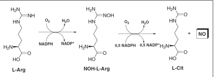Figura 1 – Síntese do óxido nítrico a partir da L-arginina 