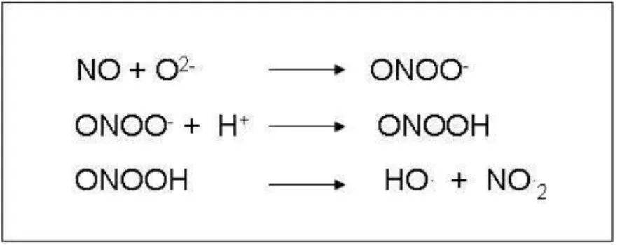 Figura 3 – Reação entre o óxido nítrico e o ânion superóxido.  