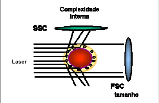 Figura 7 – Dispersão da luz que define as propriedades morfométricas das células ou  partículas (granulosidade/complexidade interna e tamanho)