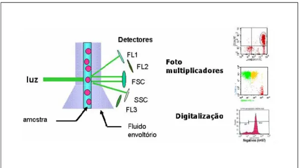 Figura 8 – Desenho esquemático de uma configuração padrão do citômetro de fluxo. O  aparelho é constituído por sistemas fluidos, ópticos e eletrônicos que movem células ou  partículas através do feixe do laser