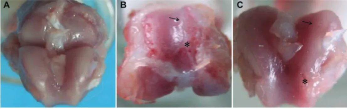 Table 2. Bone histomorphometric analysis of subchondral trabecular bone.