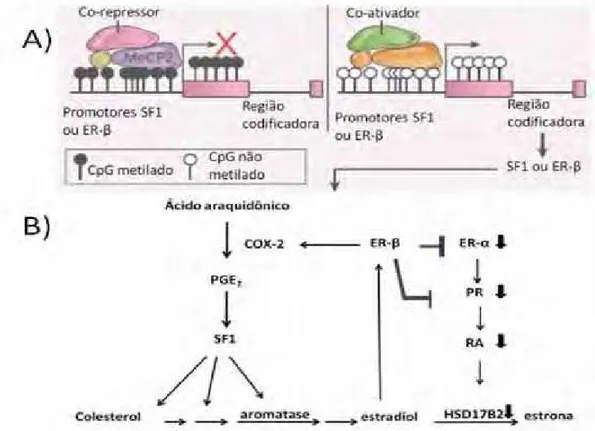 Figura 1: A) As regiões promotoras dos genes dos receptores nucleares SF1 e ESR2  encontram-se densamente metiladas nas células do estroma endometrial