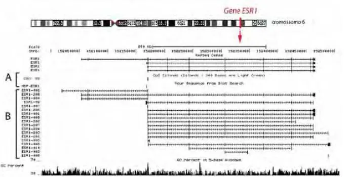 Figura 1. Dados de mapeamento da região alvo do ensaio de MSP próximo à localização da ilha CpG  89 na região promotora A do gene ESR1 (A)