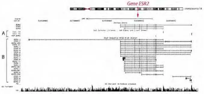 Figura 2. Dados de mapeamento da região alvo do ensaio de MSP do gene ESR2 (A). Em B estão  apresentados os diferentes transcritos alternativos deste gene indicando a sobreposição entre a  região alvo e a região 5´UTR de algumas isoformas  [Human (Homo sap