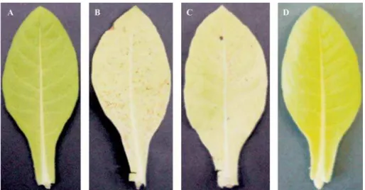 Figura 1. Folhas de Nicotiana tabacum, após 60 dias do tratamento com BTH e Si, submetidas à inoculação de Xylella fastidiosa subsp