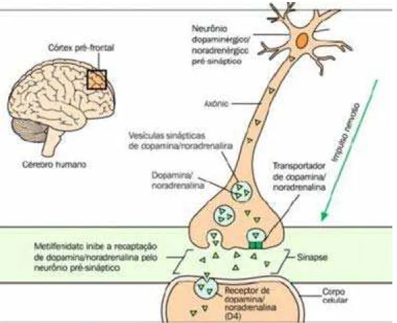 Figura 3 - Neurônio 