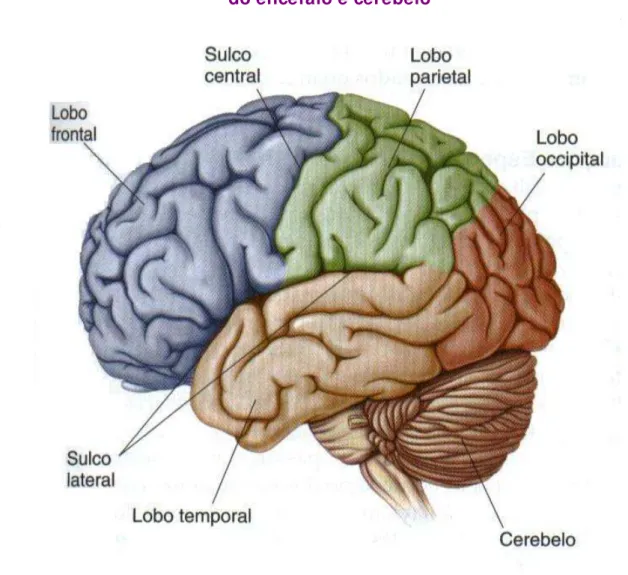 Figura 6 - Divisão em lobos  do encéfalo e cerebelo 