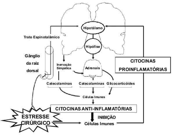 Figura 1 –  Interação neuroimunoendócrina durante o estresse cirúrgico. O eixo  hipotálamo-pituitária-adrenal (HPA), a inervação do sistema nervoso simpático (SNS)  e as citocinas representam os componentes periféricos