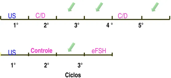 Figura 1 – Esquema dos ciclos utilizados, durante as duas estações reprodutivas  (06 ciclos na primeira estação e 04 ciclos na segunda estação de monta utilizada)