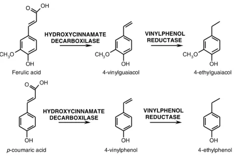 Figure 1.4 -  Production of ethylphenols from their precursors (Suárez et al., 2007).